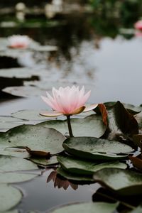 Preview wallpaper lotus, leaves, water, bloom, pink, drops