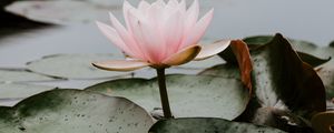 Preview wallpaper lotus, leaves, water, bloom, pink, drops