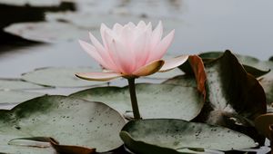 Preview wallpaper lotus, leaves, water, bloom, pink, drops