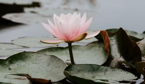 Preview wallpaper lotus, leaves, water, bloom, pink, drops