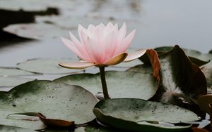 Preview wallpaper lotus, leaves, water, bloom, pink, drops