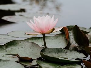 Preview wallpaper lotus, leaves, water, bloom, pink, drops