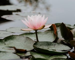 Preview wallpaper lotus, leaves, water, bloom, pink, drops