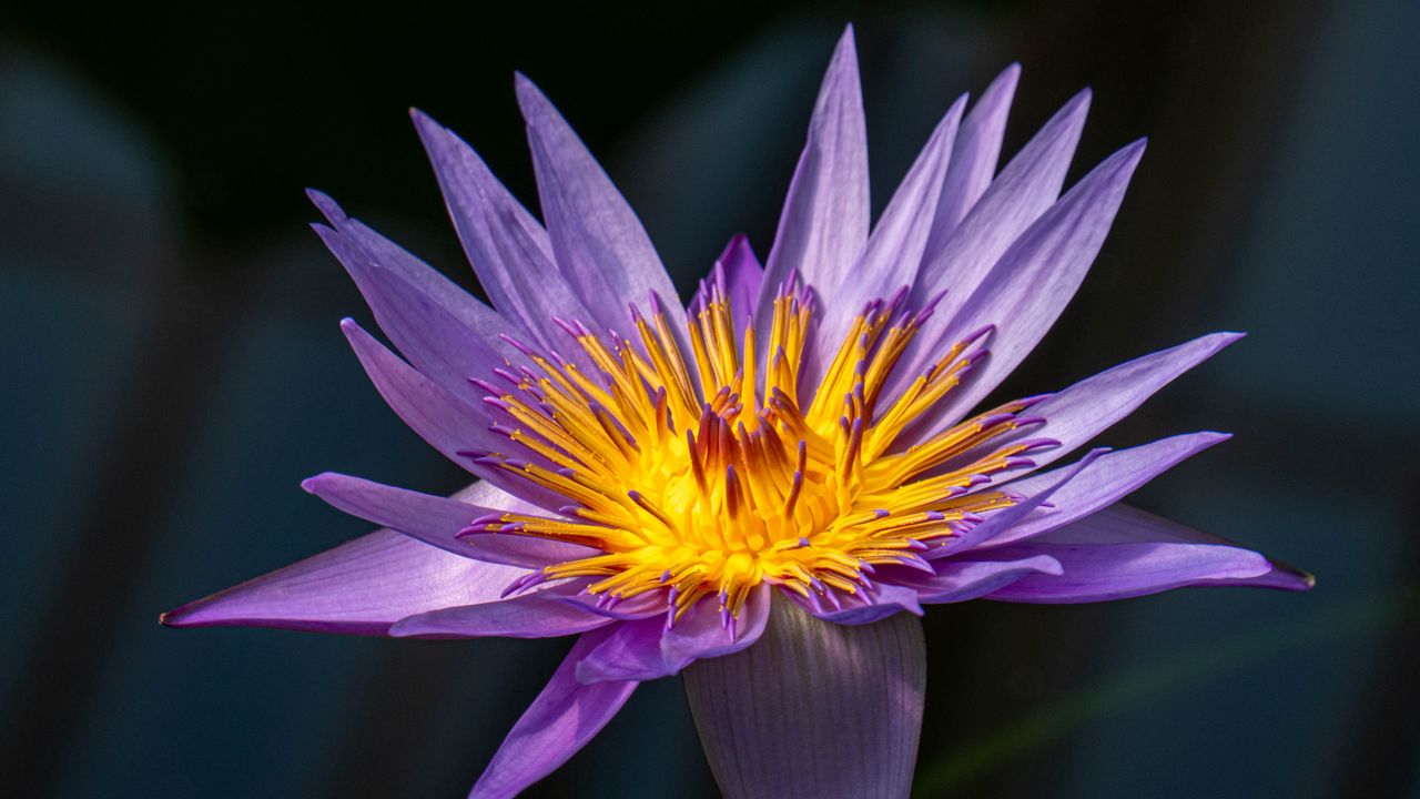 Wallpaper lotus, lily, water lily, flower, petals, purple