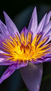 Preview wallpaper lotus, lily, water lily, flower, petals, purple