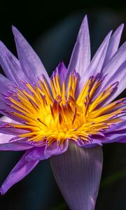 Preview wallpaper lotus, lily, water lily, flower, petals, purple