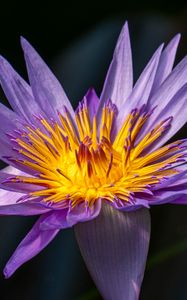Preview wallpaper lotus, lily, water lily, flower, petals, purple