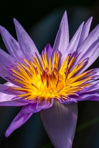 Preview wallpaper lotus, lily, water lily, flower, petals, purple