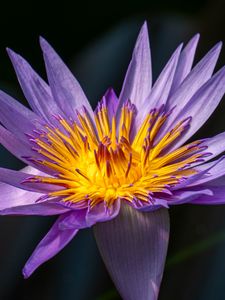 Preview wallpaper lotus, lily, water lily, flower, petals, purple