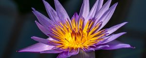 Preview wallpaper lotus, lily, water lily, flower, petals, purple