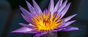 Preview wallpaper lotus, lily, water lily, flower, petals, purple