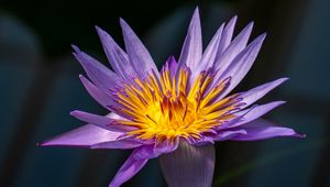 Preview wallpaper lotus, lily, water lily, flower, petals, purple
