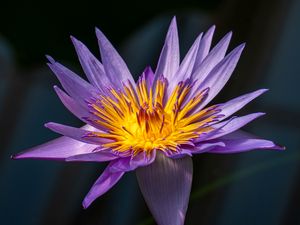 Preview wallpaper lotus, lily, water lily, flower, petals, purple