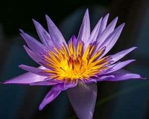 Preview wallpaper lotus, lily, water lily, flower, petals, purple