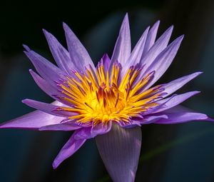 Preview wallpaper lotus, lily, water lily, flower, petals, purple