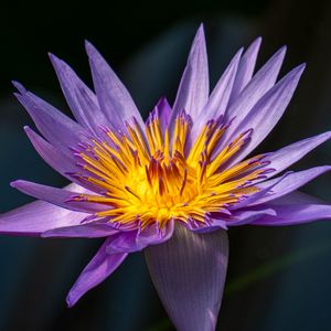 Preview wallpaper lotus, lily, water lily, flower, petals, purple