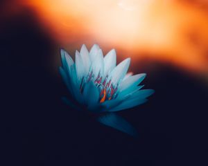 Preview wallpaper lotus, petals, bloom, light