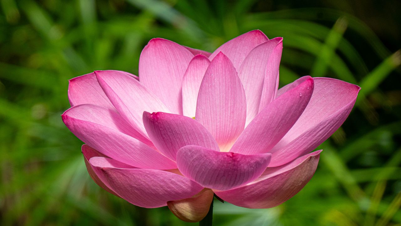 Wallpaper lotus, petals, flower, pink, stem