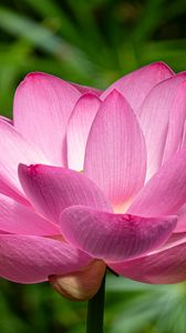 Preview wallpaper lotus, petals, flower, pink, stem