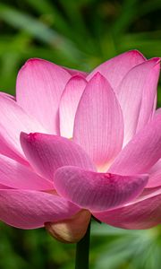 Preview wallpaper lotus, petals, flower, pink, stem
