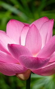 Preview wallpaper lotus, petals, flower, pink, stem