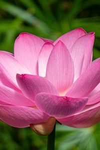 Preview wallpaper lotus, petals, flower, pink, stem