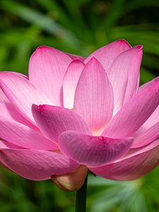Preview wallpaper lotus, petals, flower, pink, stem