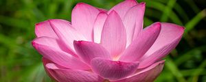 Preview wallpaper lotus, petals, flower, pink, stem