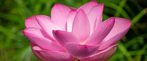 Preview wallpaper lotus, petals, flower, pink, stem