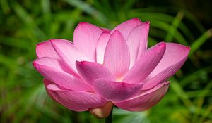 Preview wallpaper lotus, petals, flower, pink, stem