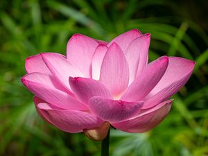 Preview wallpaper lotus, petals, flower, pink, stem