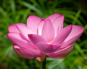 Preview wallpaper lotus, petals, flower, pink, stem