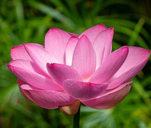 Preview wallpaper lotus, petals, flower, pink, stem