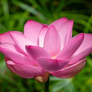 Preview wallpaper lotus, petals, flower, pink, stem