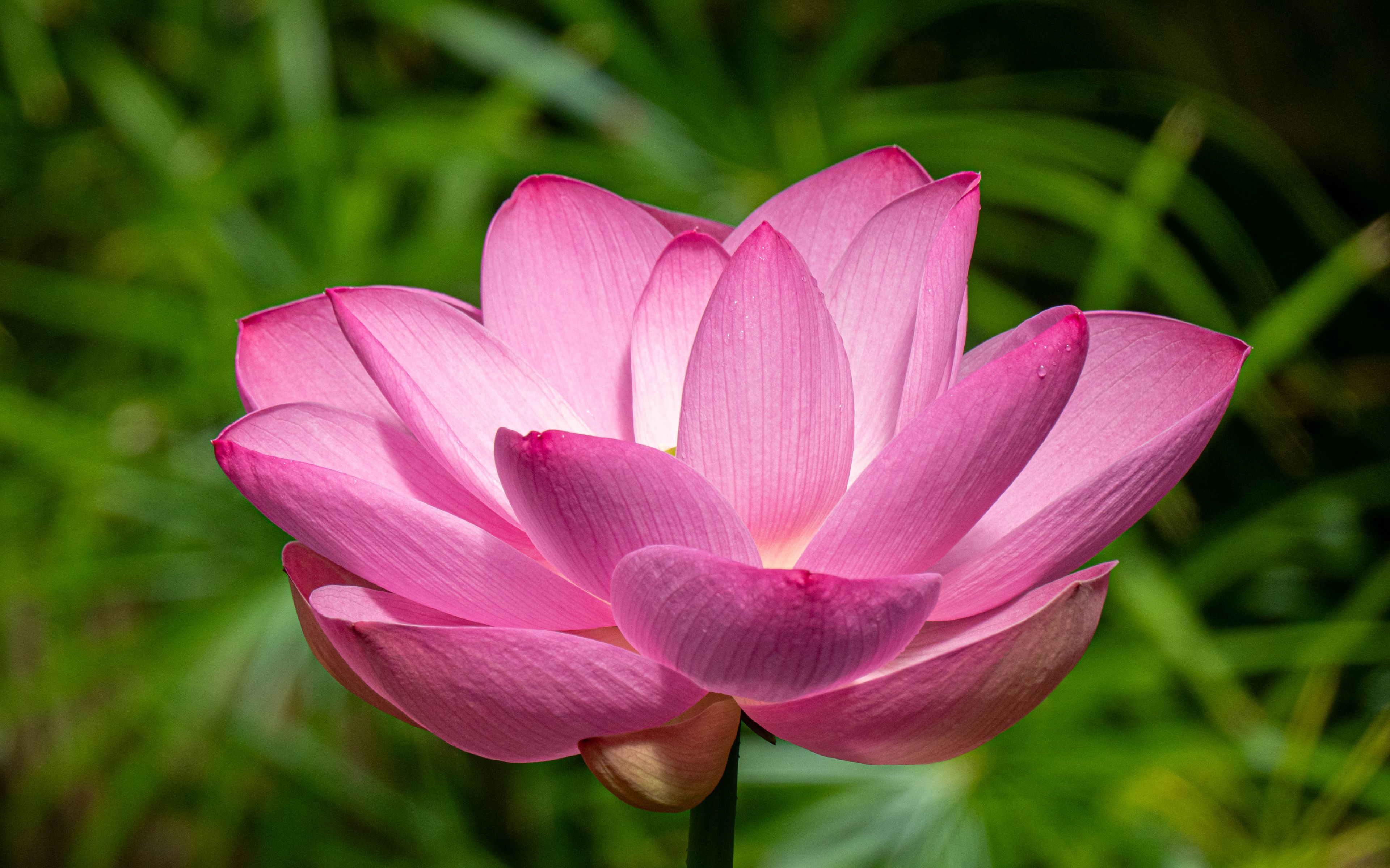 3840x2400 Wallpaper lotus, petals, flower, pink, stem