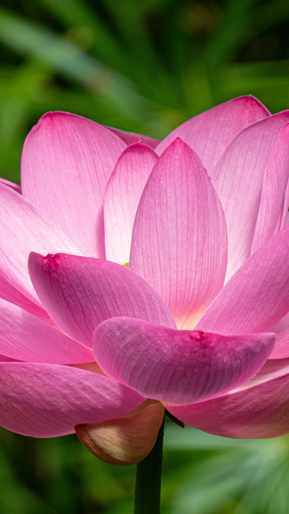 938x1668 Wallpaper lotus, petals, flower, pink, stem