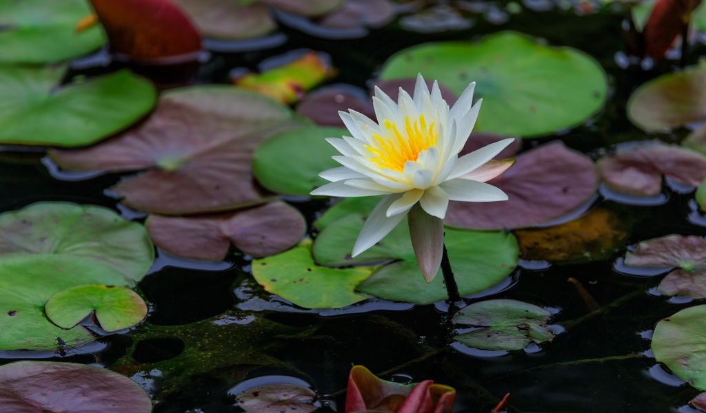 1024x600 Wallpaper lotus, petals, flower, water lilies, lake, water