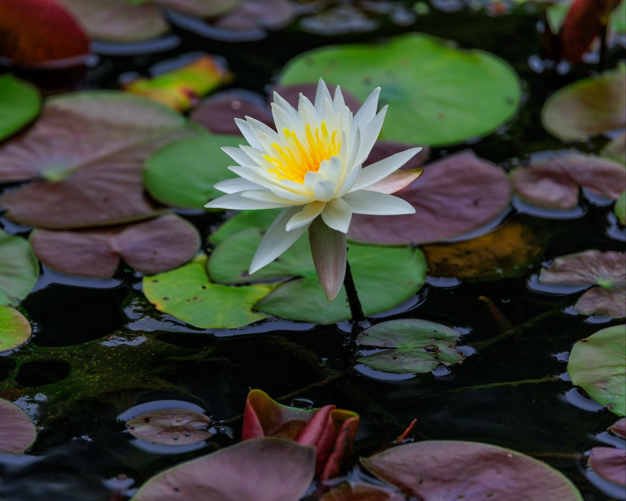 1280x1024 Wallpaper lotus, petals, flower, water lilies, lake, water