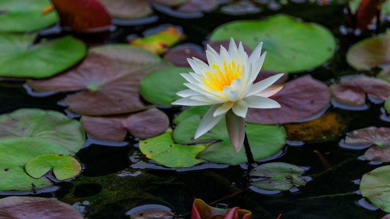 Wallpaper lotus, petals, flower, water lilies, lake, water