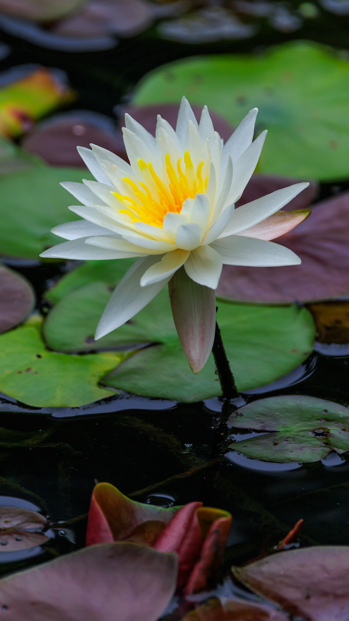 1350x2400 Wallpaper lotus, petals, flower, water lilies, lake, water