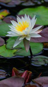 Preview wallpaper lotus, petals, flower, water lilies, lake, water