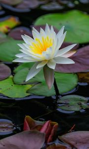 Preview wallpaper lotus, petals, flower, water lilies, lake, water