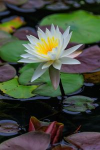 Preview wallpaper lotus, petals, flower, water lilies, lake, water