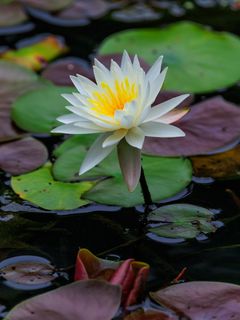 240x320 Wallpaper lotus, petals, flower, water lilies, lake, water