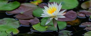 Preview wallpaper lotus, petals, flower, water lilies, lake, water