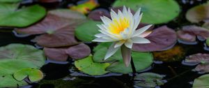 Preview wallpaper lotus, petals, flower, water lilies, lake, water