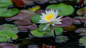 Preview wallpaper lotus, petals, flower, water lilies, lake, water