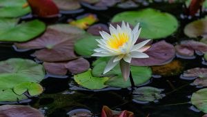 Preview wallpaper lotus, petals, flower, water lilies, lake, water