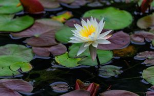 Preview wallpaper lotus, petals, flower, water lilies, lake, water