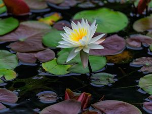 Preview wallpaper lotus, petals, flower, water lilies, lake, water